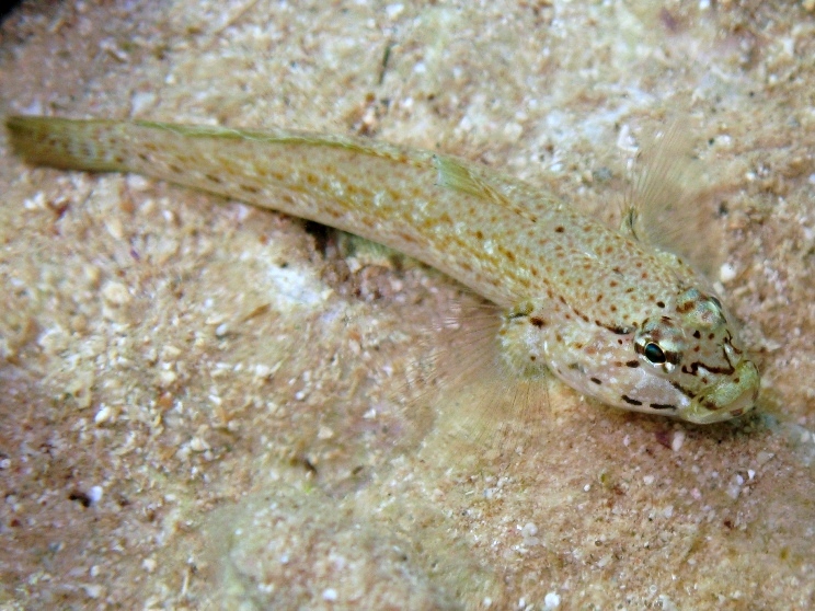 Gobius bucchichi da Cres